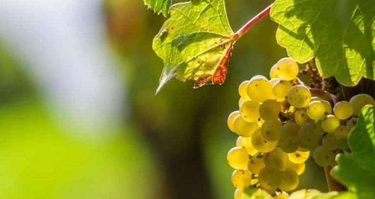 什么是达芬奇的葡萄美酒乐园？我们现在就带你研究