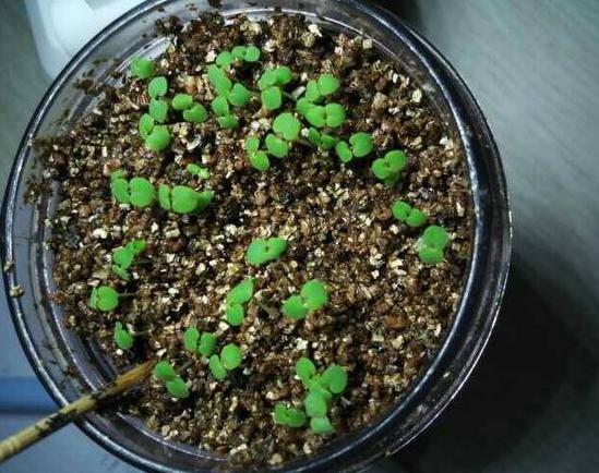 马蹄莲和睡莲一样吗,花卉绿植盆栽马蹄莲怎么养