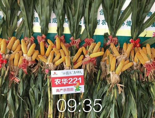 又一个大棒、耐密、抗倒、抗病玉米新品种上市，最高亩产2083斤