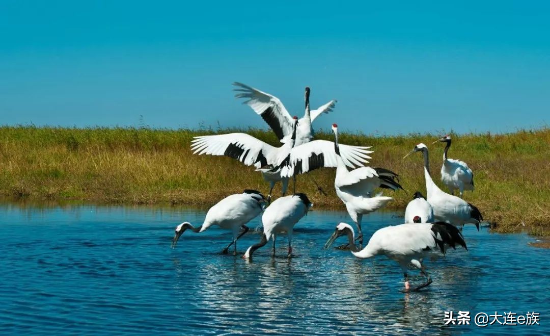 大连出港的打折机票,大连机票降价