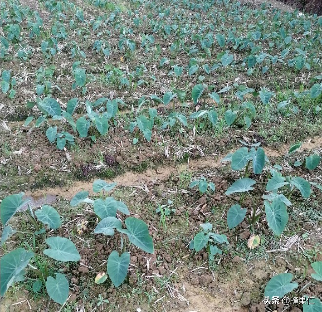 预防芋头种植过程中腐烂的方法,芋头后期死棵怎么办