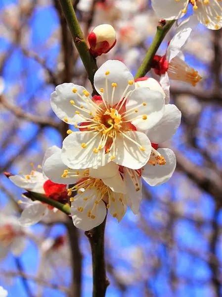 花中君子梅兰竹菊绝佳诗词,梅兰竹菊绝美诗句