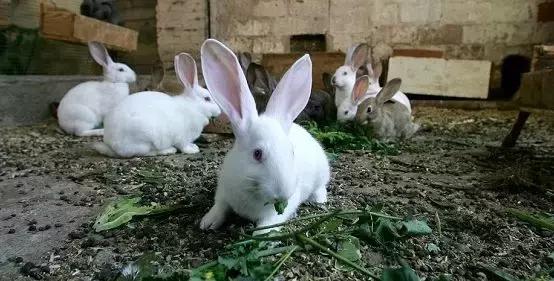 日本漫画作者翻拍真人版,日本漫画重制