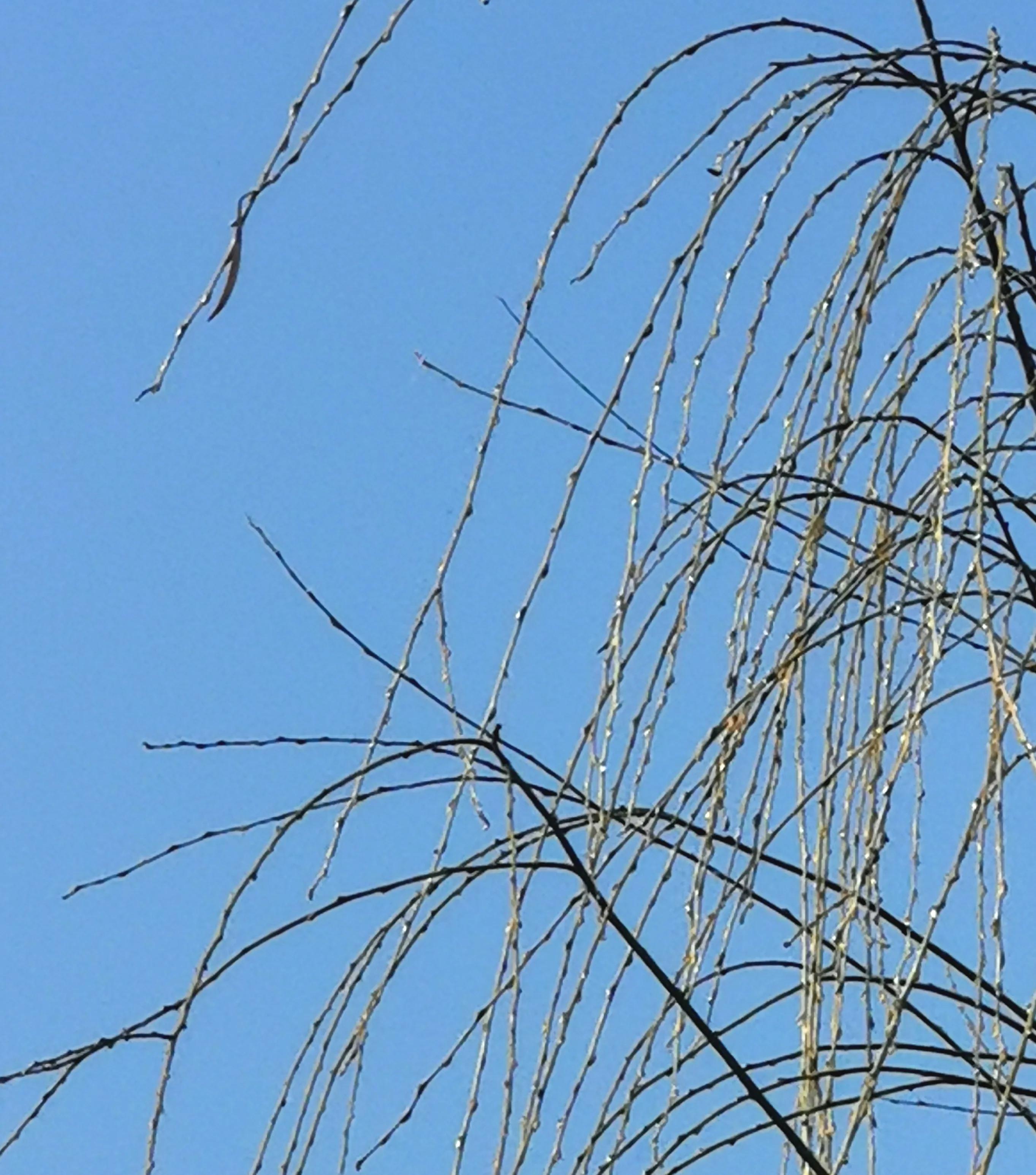大年初一逛栎阳湖湿地公园，柳色遥看近吐绿，春归石川河！