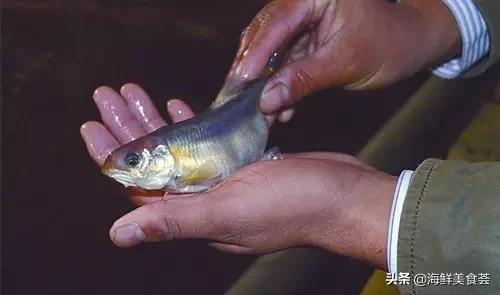 100种不同名字的海鲜,10种常见海鲜大全