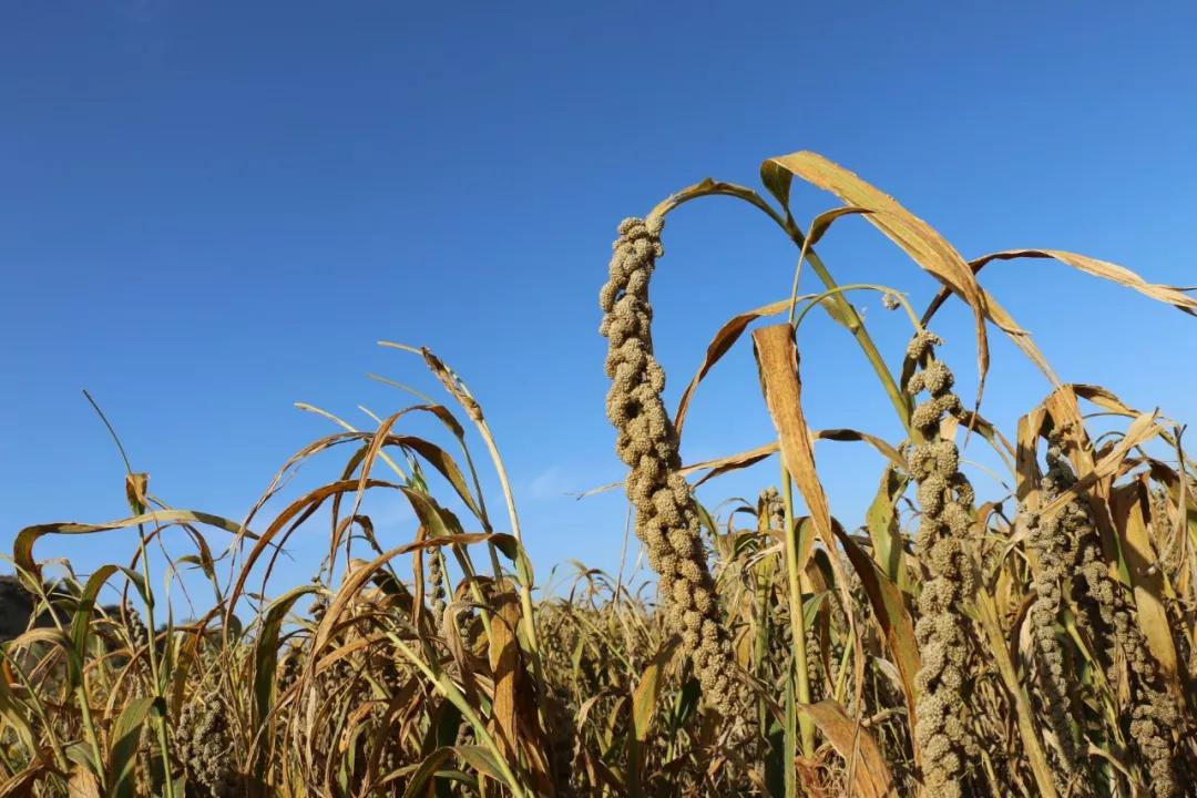 每天一碗杂粮粥一周能瘦多少,每天喝五谷杂粮粥减肥
