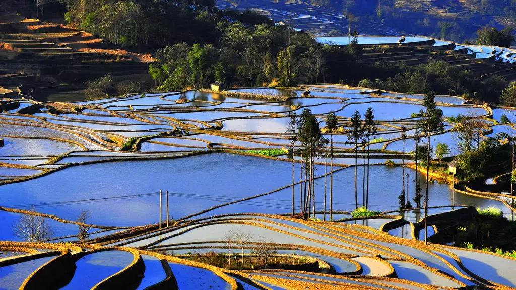 芒种代表人生的寓意,芒种时小麦是不是都收好了