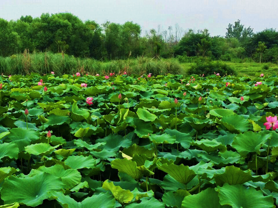 西安最新湿地公园,西安国家湿地公园