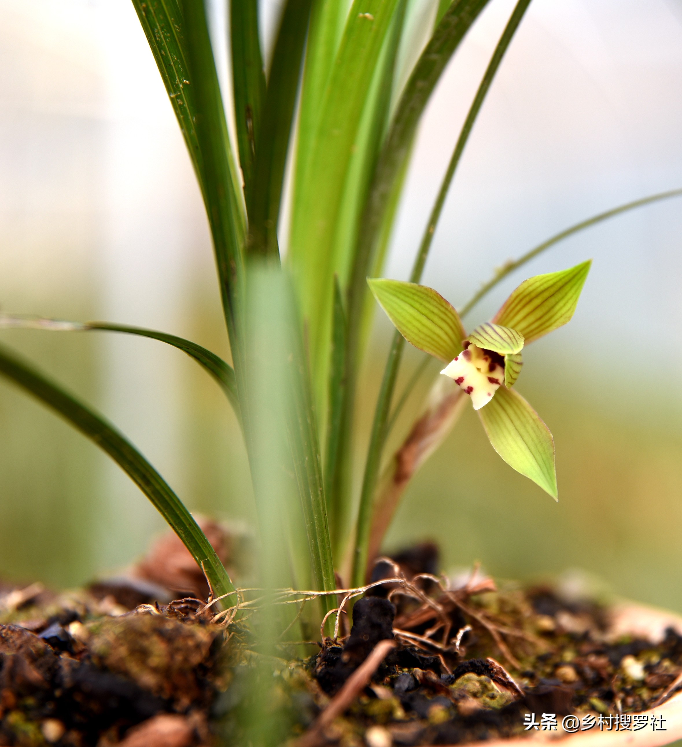 兰花有花苞开花前怎么养,兰花有花苞后如何养护和管理