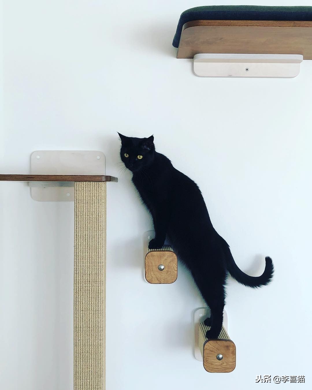 没绝育的公猫想要带回老家,没绝育的公猫很瘦