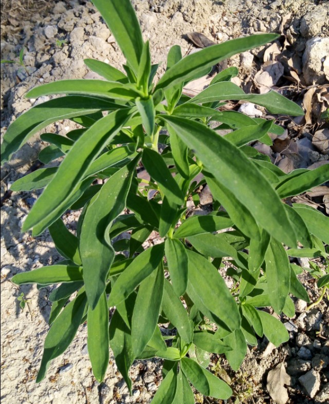 小扫帚野菜有什么营养,野菜铁扫帚可以吃吗