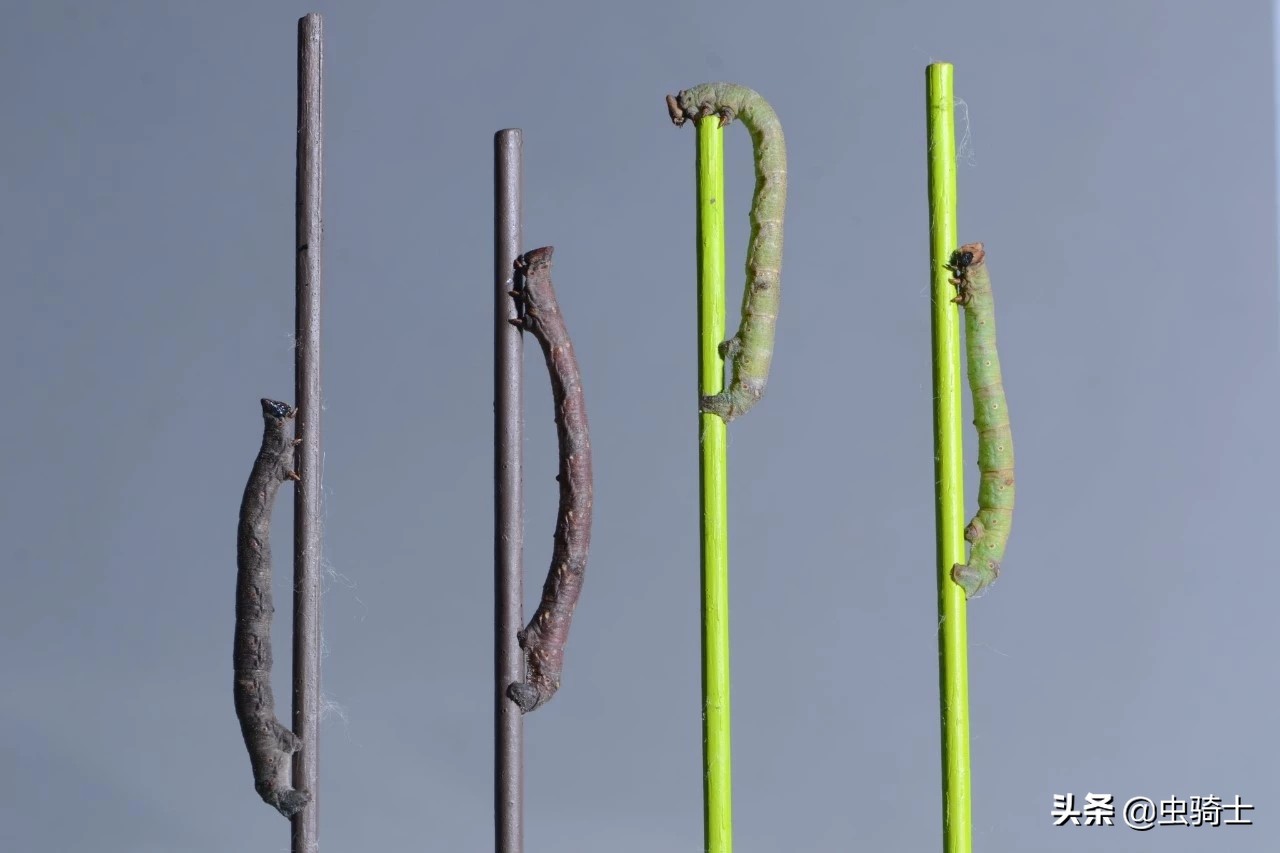 尺蠖虫伪装,尺蠖伪装视频动画