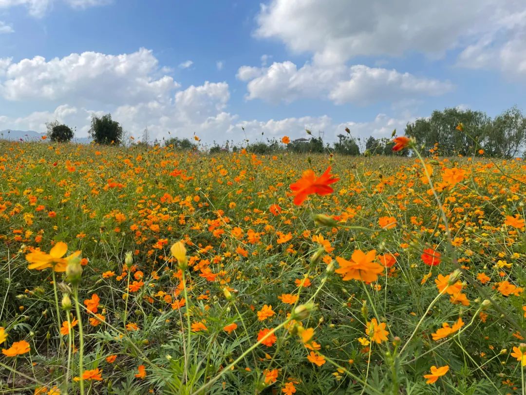 杭州的秋天随处可见都是美景,杭州西溪湿地美成调色盘
