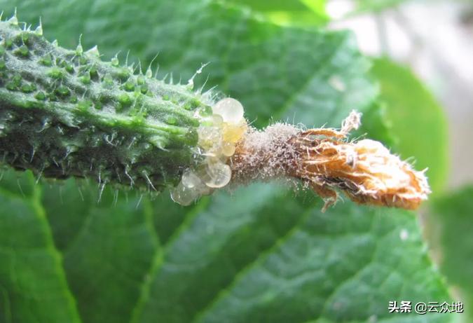 黄瓜流胶病怎么防治,黄瓜流胶病图片及防治办法