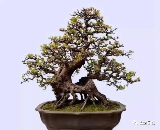 有哪些经典盆景树种,最值得收藏的六种盆景树种是哪些