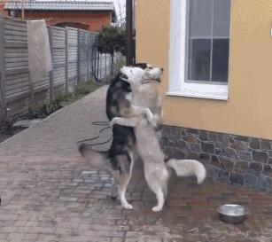 社会狗打架事件,社会狗打架