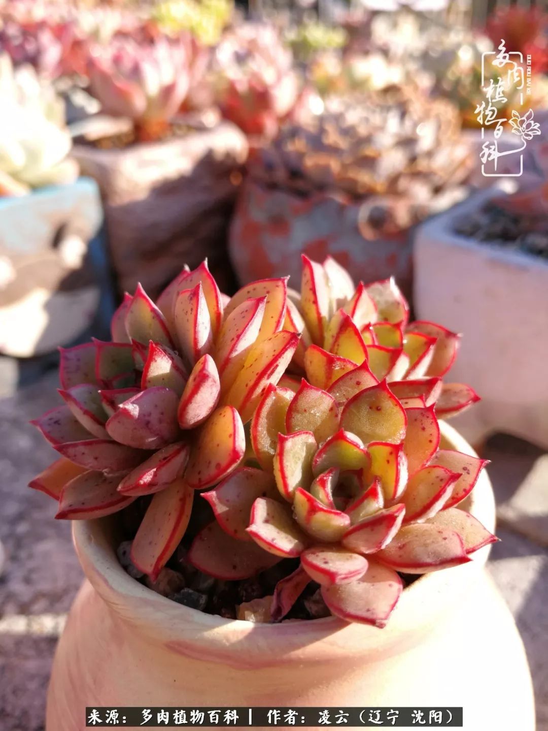 秋闲赏多肉，话育儿，亲生的自家娃，总有一刻让你怦然心动