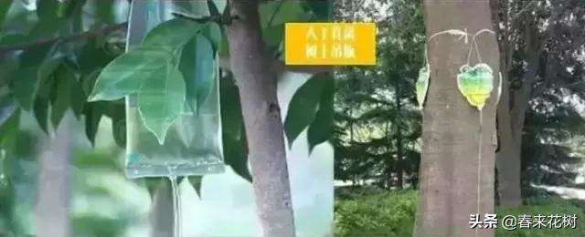 园林景观种树成活率高的方法,园林种植如何提高存活率