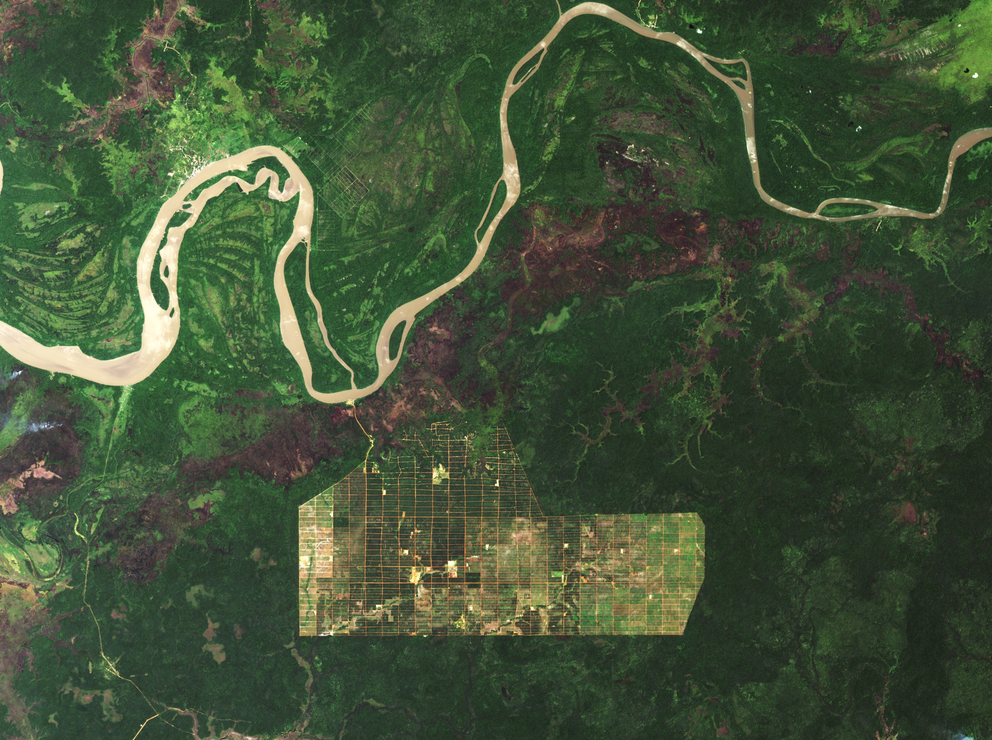 马来群岛热带雨林,马来群岛热带种植园