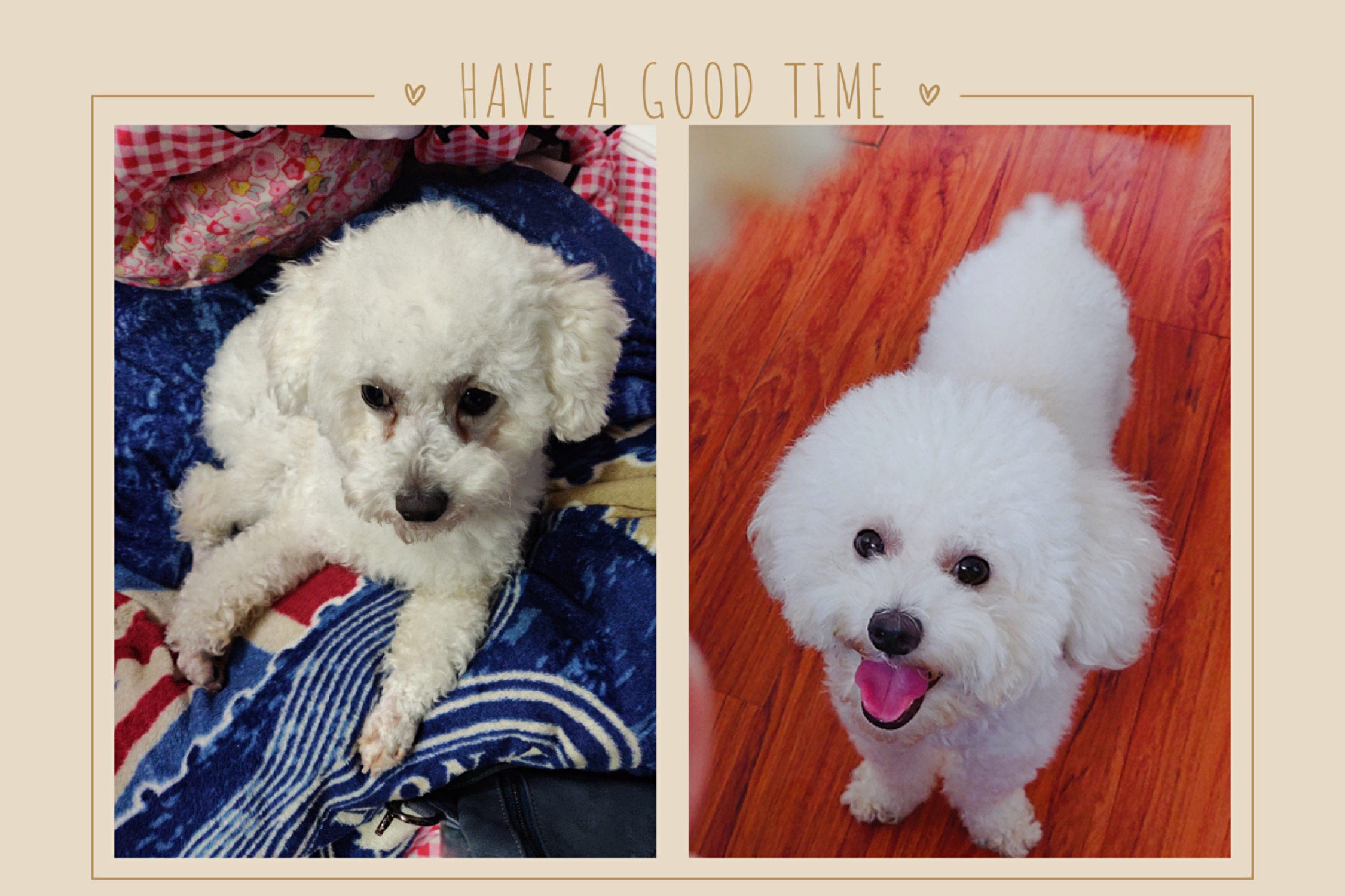 家有狗狗如何防虱子跳蚤,家有狗狗怎么除螨