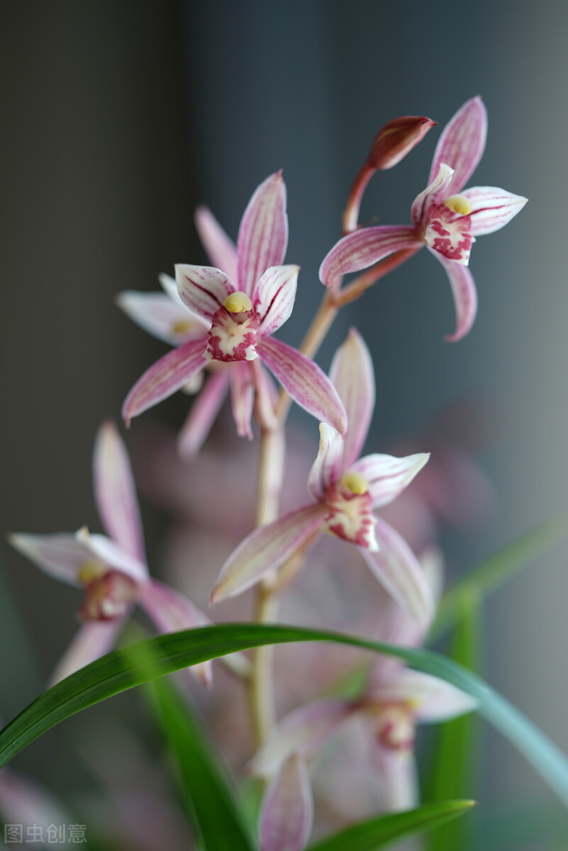 现在买的带花苞的建兰能开花吗,建兰刚开始长花苞怎样养护