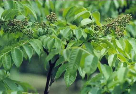 树菠萝种植技术和管理方法,菠萝苗的种植方法和注意事项