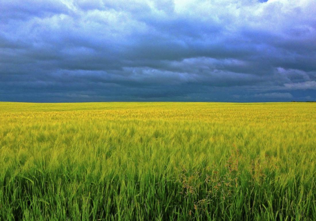 水稻淹水的正确方法,水稻泡田的作用