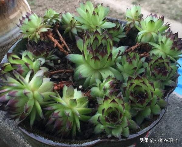 观音莲长侧芽怎么养殖,观音莲怎么养叶层才能变多