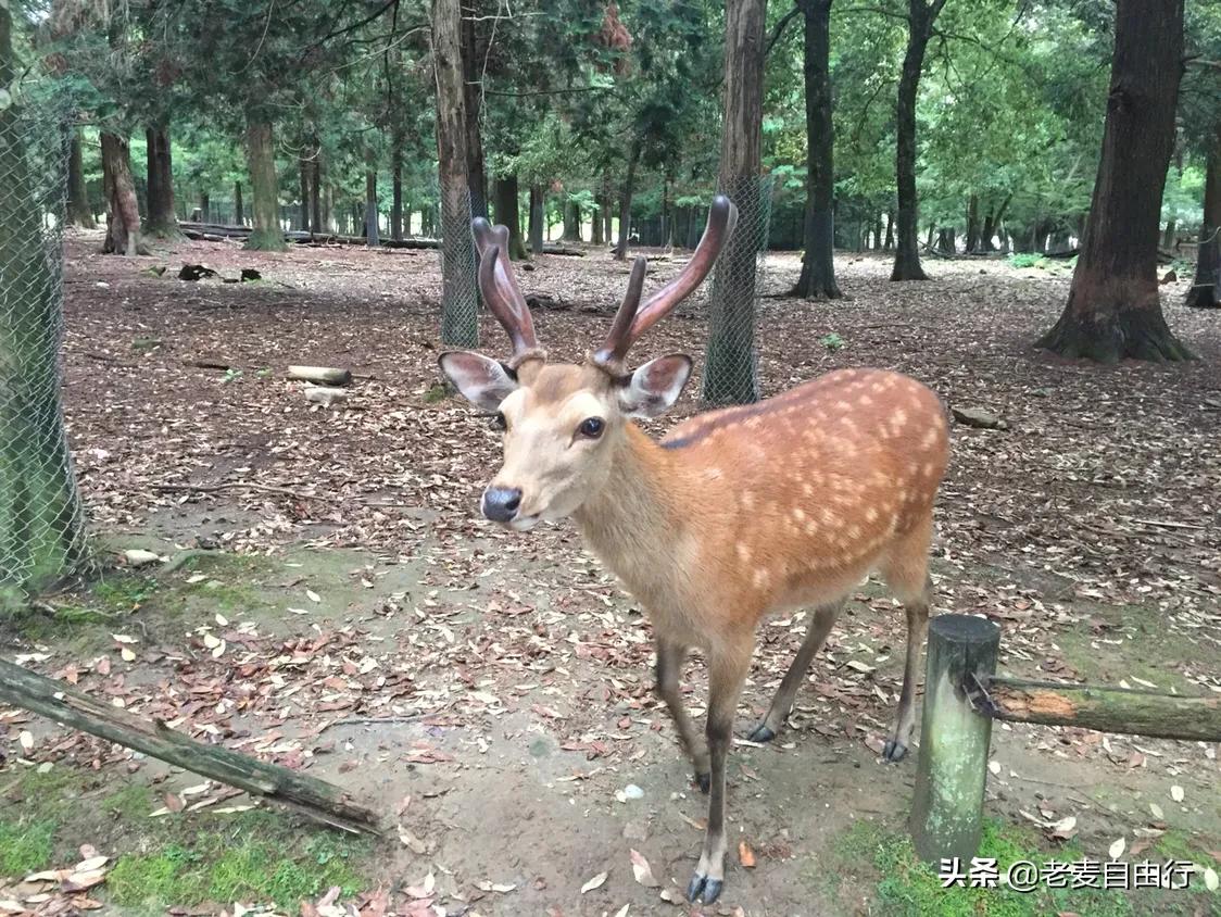奈良小鹿日本游,日本奈良小鹿攻略