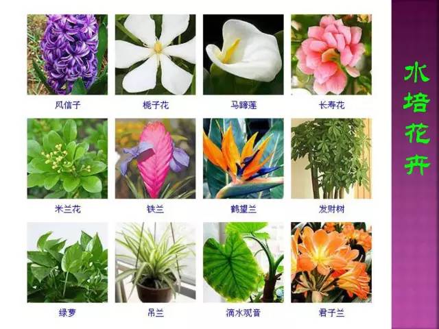 花卉大全500种观叶植物名称,1332种常见花卉植物图谱