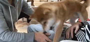 狗狗被孕妈肚子里的宝宝踢了一脚,狗狗怀孕宝宝踢肚子会生吗