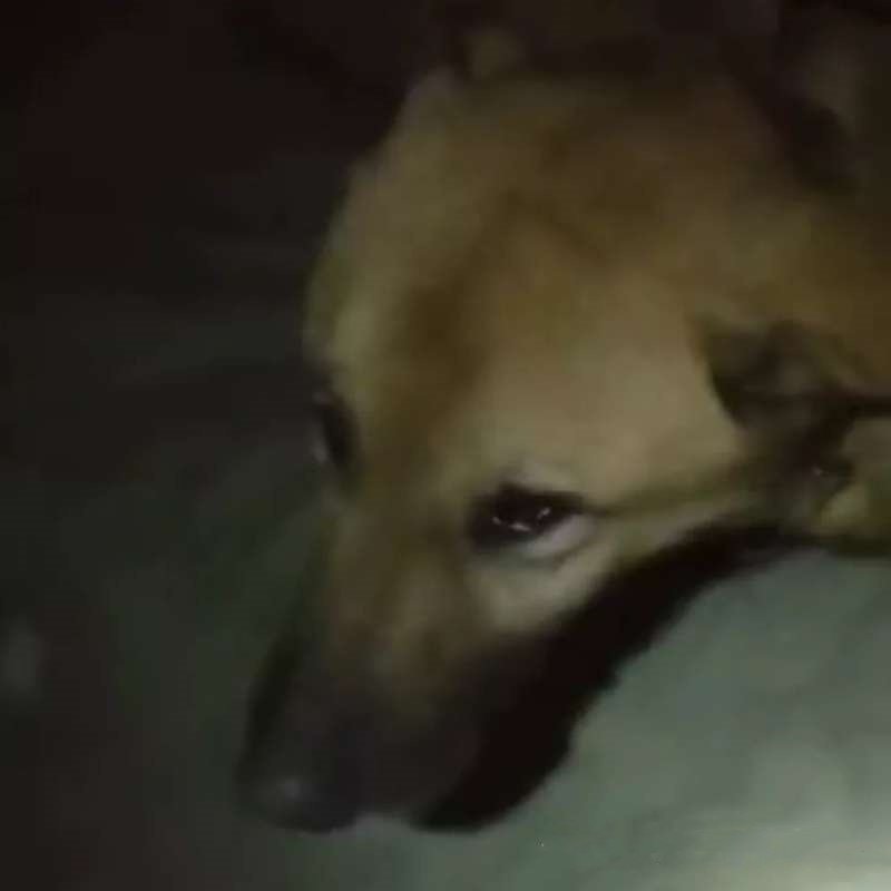 藏獒救主人感人瞬间,救助站救了一只被关多年的藏獒