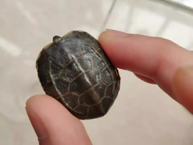 治愈观赏龟,龟宠知识