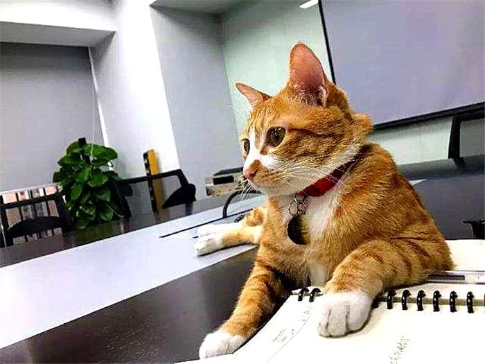 猫咪喝酒对身体有什么危害,猫咪吃太多肝脏会怎么样