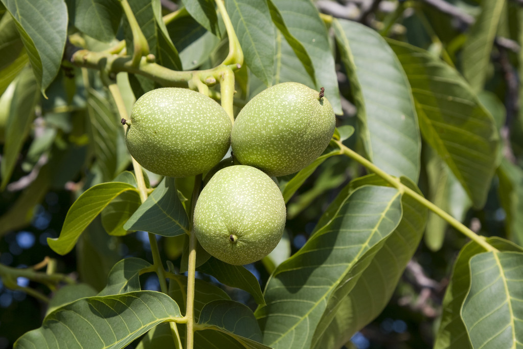 核桃树高产管理技术及病虫害防治,核桃病虫害识别防治手册