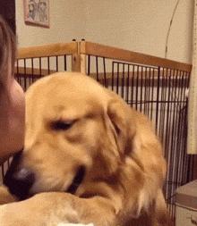 养什么狗好不爱叫,养什么狗不拆家不生病