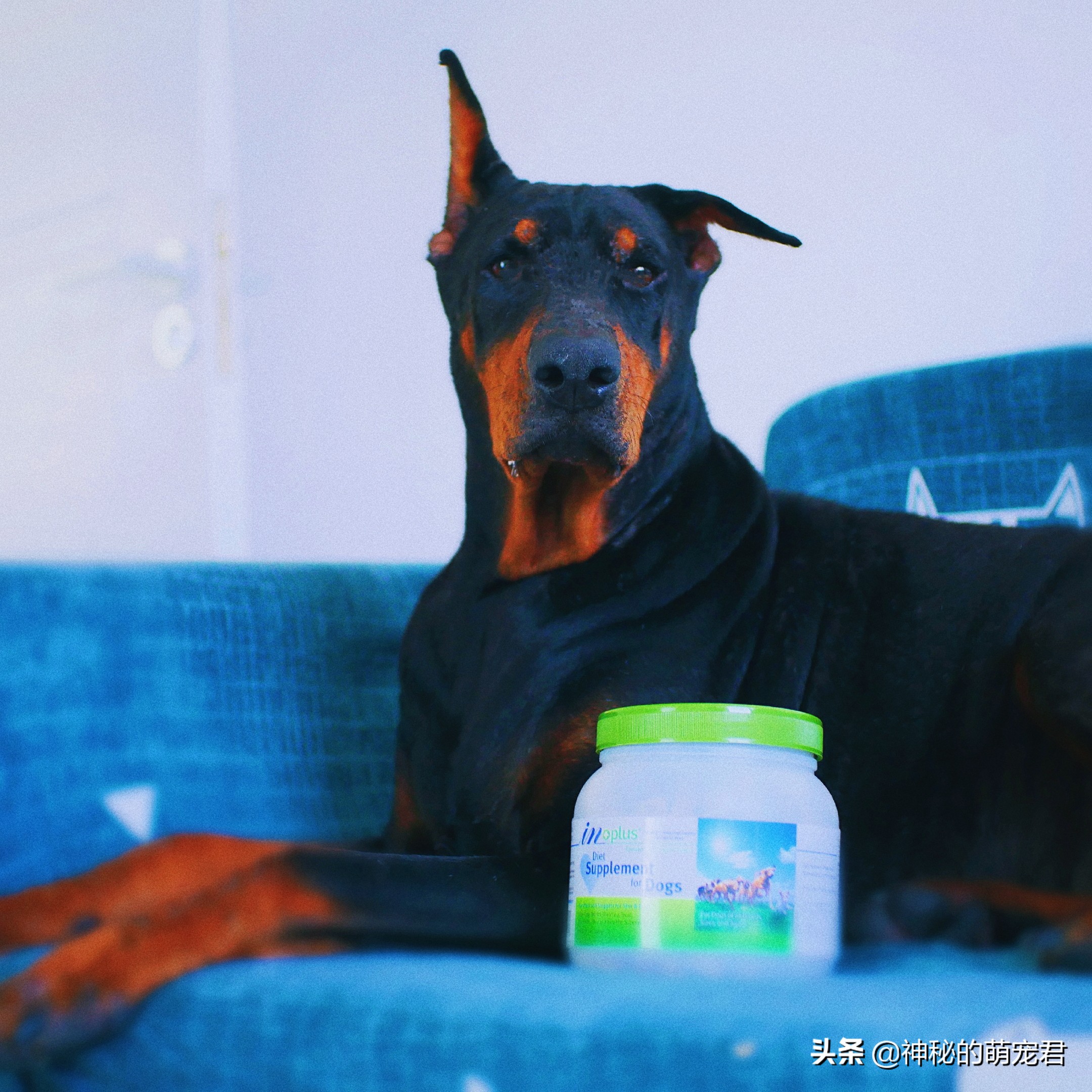 狗狗麦德氏卵磷脂,狗狗麦德氏卵磷脂一天吃多少粒