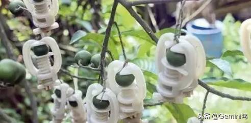 金刚菩提骗局大揭秘,金刚菩提骗局