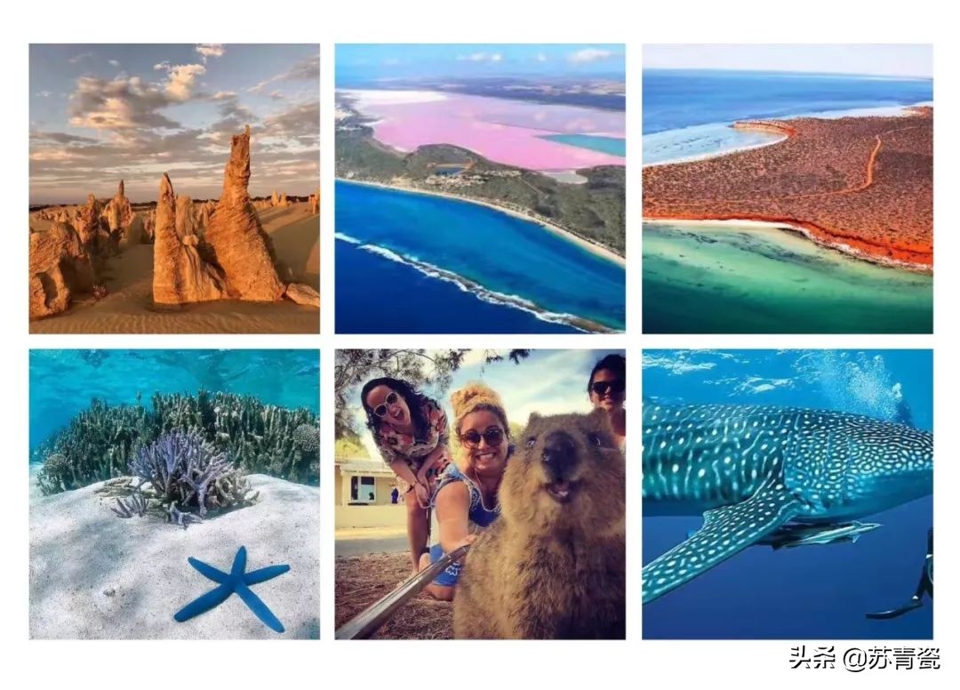 在荒郊野岭汽车没油了,飞机撞鸟灾难视频