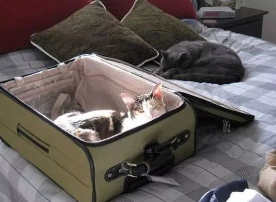 安检时猫在行李箱,安检行李箱有只猫
