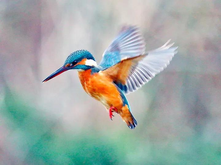 小鸟会不会呼吸,小鸟会不会很无聊