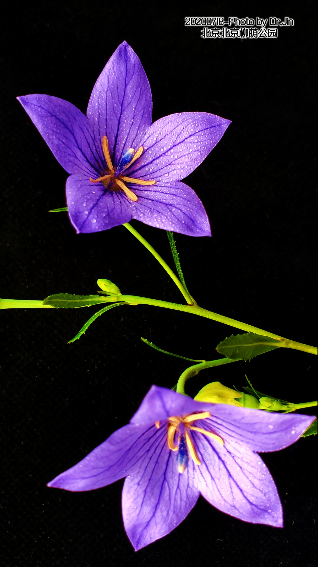 金行博览：宣肺，祛痰，平喘-桔梗