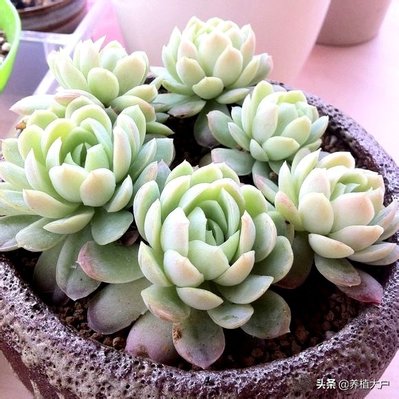 多肉冰玉怎么养才好,冰莓多肉是爆崽还是开花