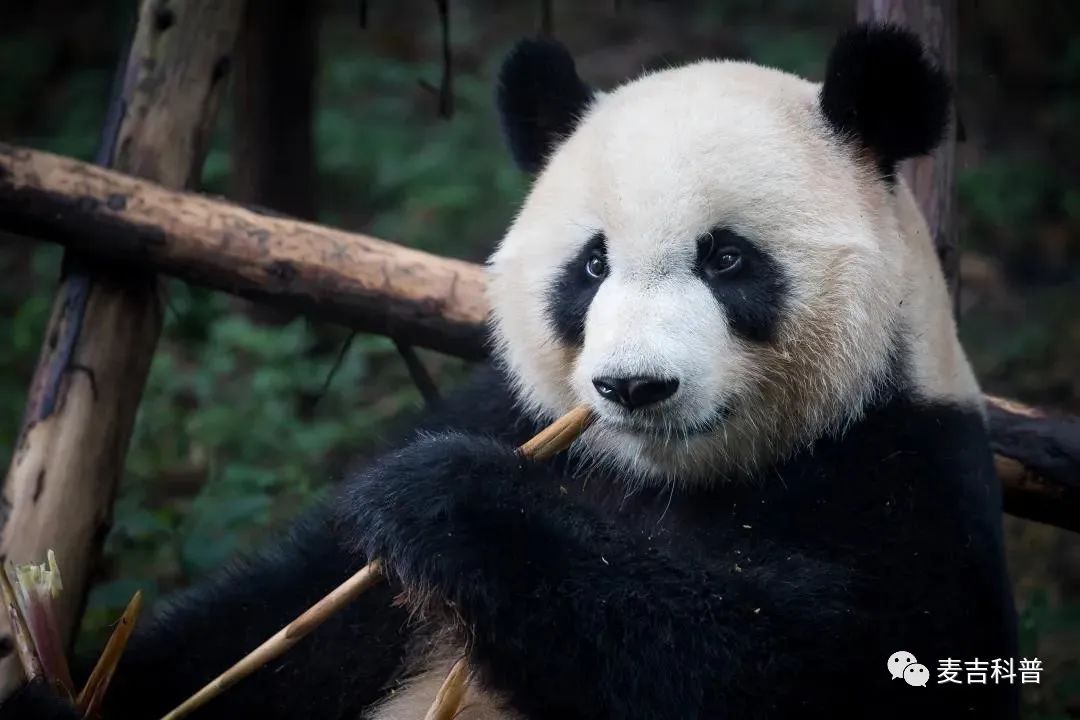 慢慢有了熊猫眼怎么回事,经常熬夜怎么修复熊猫眼