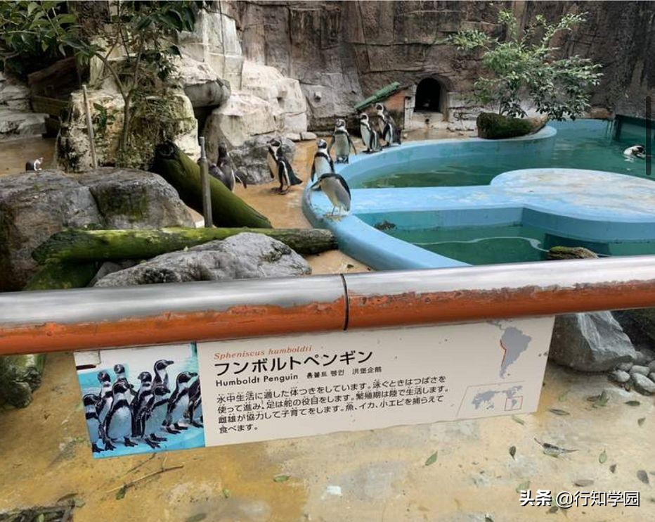 夜鹭吃鸭子,夜鹭混进企鹅