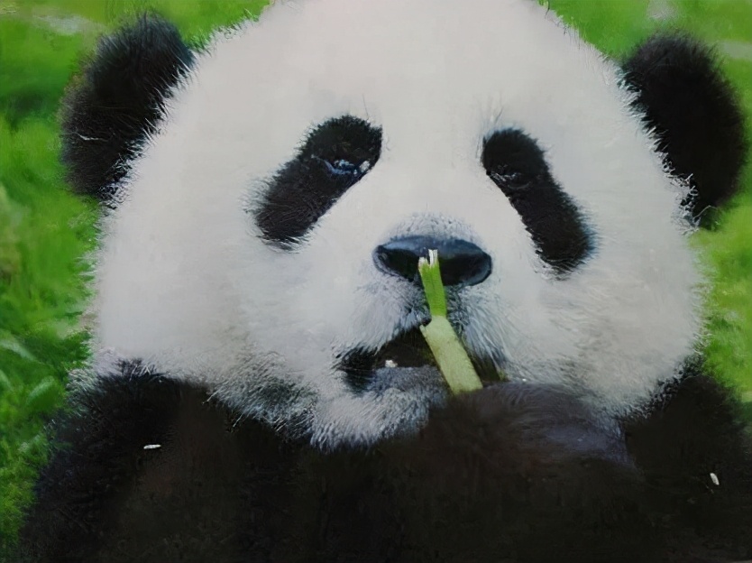 大熊猫有多强大,大熊猫也有这本事吗