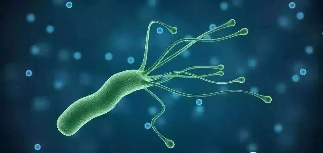 丁香茶是什么作用,丁香茶主要功效是什么