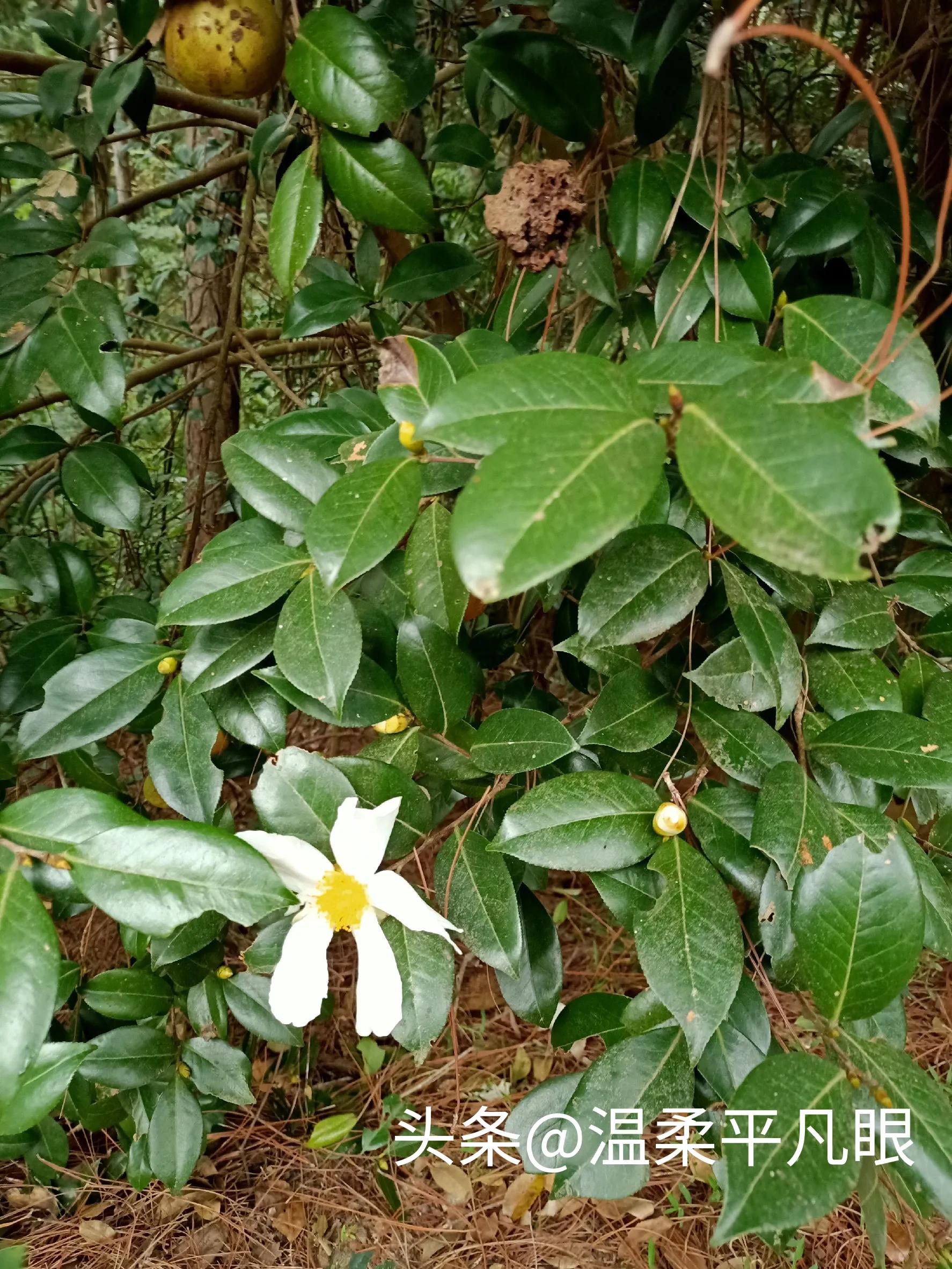 石塘马安岭水库,长沙石塘水库钓鱼
