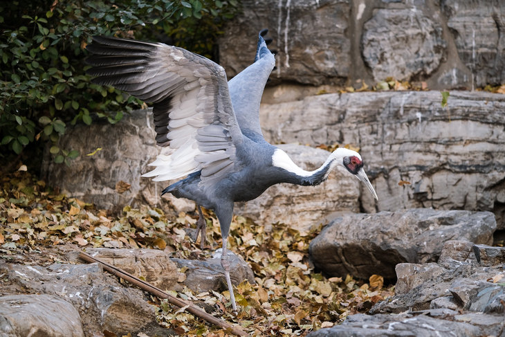 富士xt3配徕卡镜头,富士x-t30二代配什么镜头好