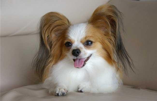 小型犬都容易得皮肤病吗,小型犬都有基因缺陷